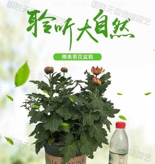 菊花盛放后如何处理（教你保养一年四季的菊花）