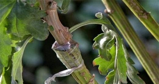 菊花剪枝与修剪技巧（如何正确地修剪你的菊花）