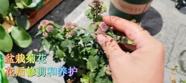 菊花枯萎的处理方法（教你如何救活枯萎的菊花）