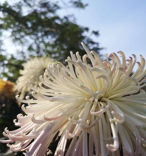 菊花烂心的防治方法（避免花朵病变的技巧）