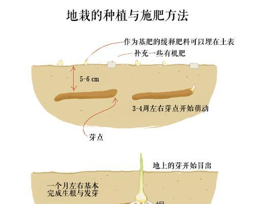 如何正确进行菊花扦插（菊花扦插的时间和方法详解）