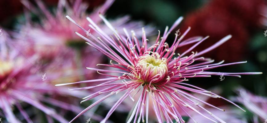 秋天，菊花迎风绽放（探寻菊花开放之谜）