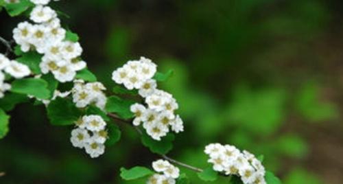 菊花播种时间及注意事项（菊花种子选购）