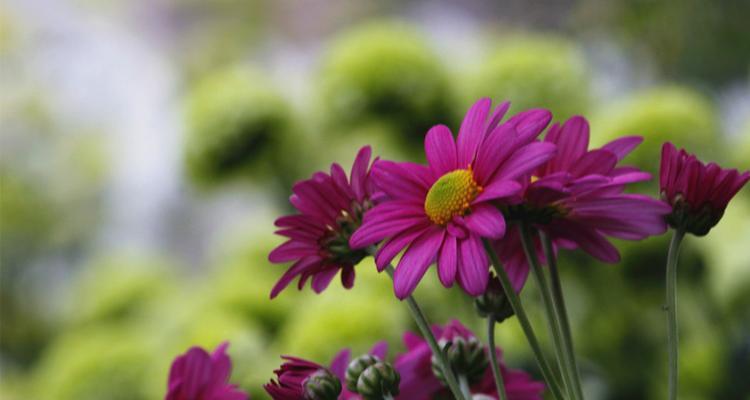 菊花的喜阳习性（探寻菊花的阳光情结）