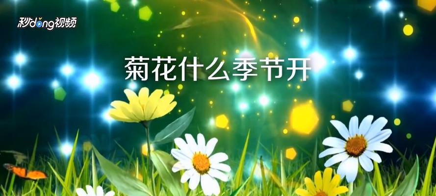 五月菊花开花规律的研究（一年开几次花）