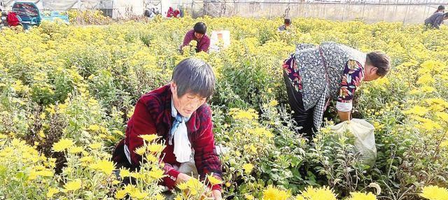 菊花栽种指南（一步步教你如何栽种美丽的菊花）