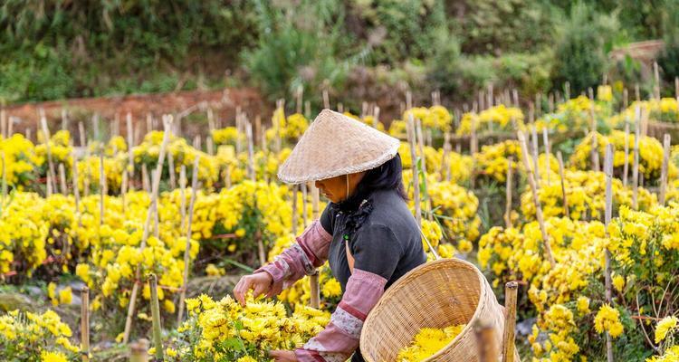 菊花栽种指南（一步步教你如何栽种美丽的菊花）