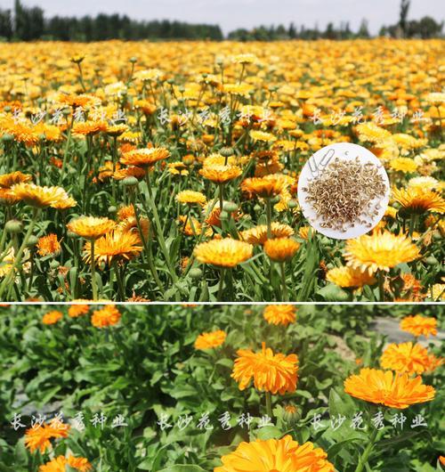 菊花种子的获取与繁殖（从花期到储存）