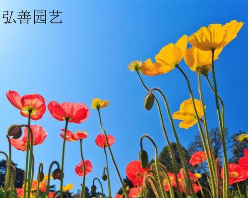 菊花种子的养殖方法与注意事项（打造美丽花园）