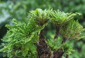 探秘卷柏（了解卷柏植物的特性和用途）