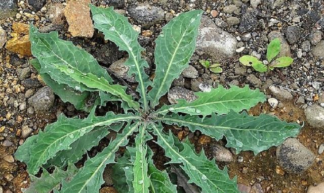 探究决明子和咖啡豆的关系（两者是否为同一植物）