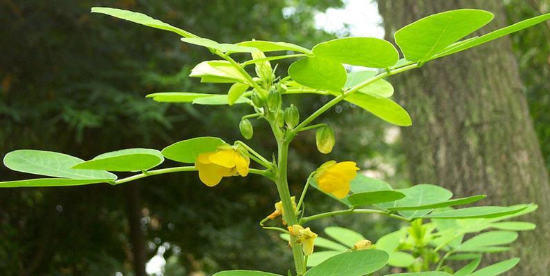 决明子是一年生还是多年生（植物生长的奥秘与研究方法）