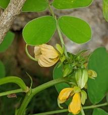 农村常见的药用植物——决明子（探究决明子的功效与应用）