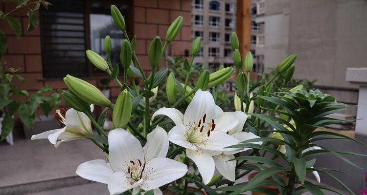 白百合花的寓意与象征——纯洁、神圣与希望（探索白百合花的美丽与内涵）