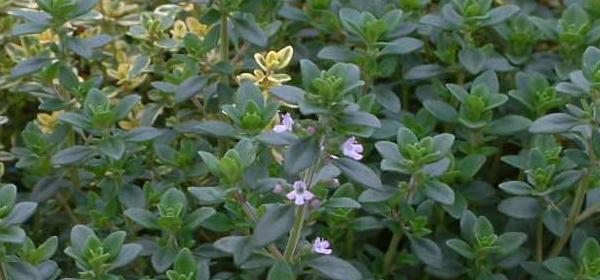 百里香的花语及其寓意（探寻百里香的内涵与象征）