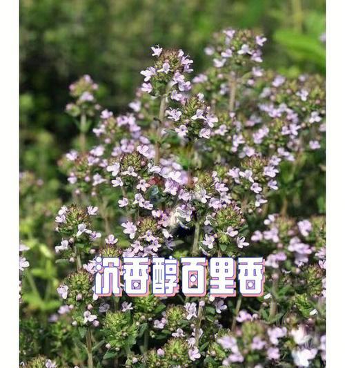 百里香花语（百里香花语的意义及传承）