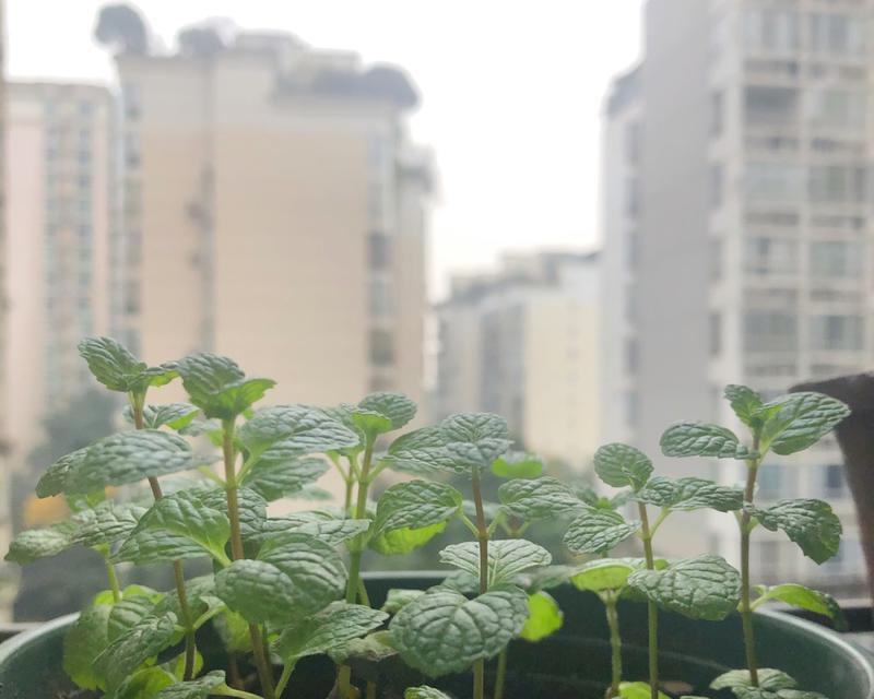 薄荷花语（探索薄荷花的花语）