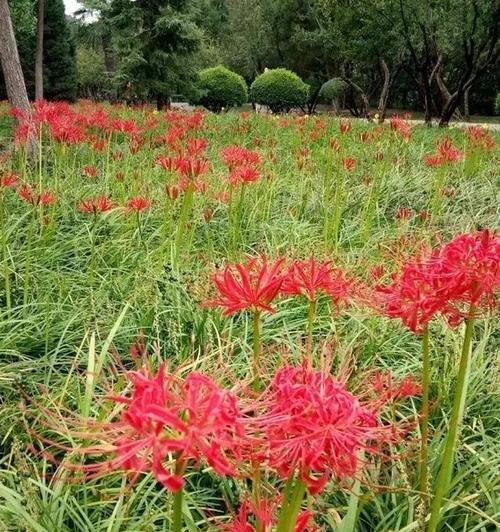 彼岸花（沉浸在彼岸花的美丽中）