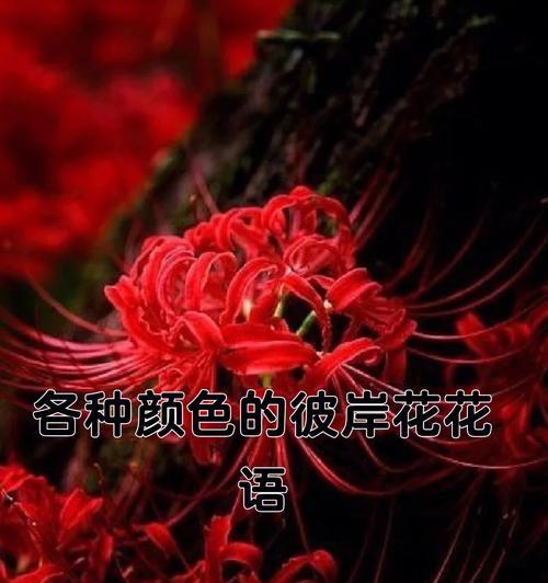 彼岸花（沧桑的开放）