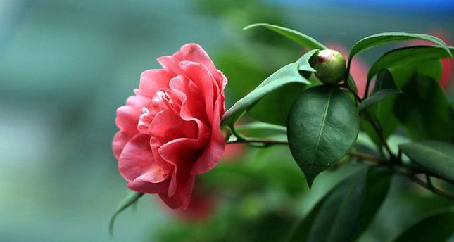 山茶花花语与其代表的意义（山茶花花语传递的美好情感与希望）