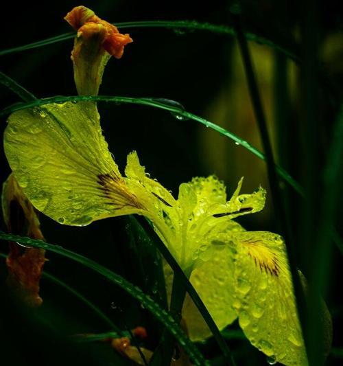 菖蒲的花语及文化背景（探索菖蒲花的寓意与文化传承）