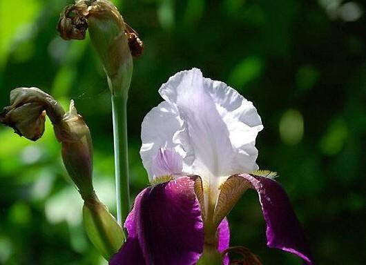 菖蒲的花语及文化背景（探索菖蒲花的寓意与文化传承）