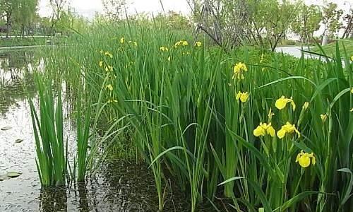 菖蒲花花语（花开有声）