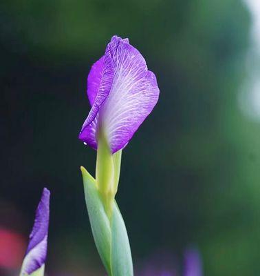 菖蒲花语（菖蒲花的深意与人生启示）