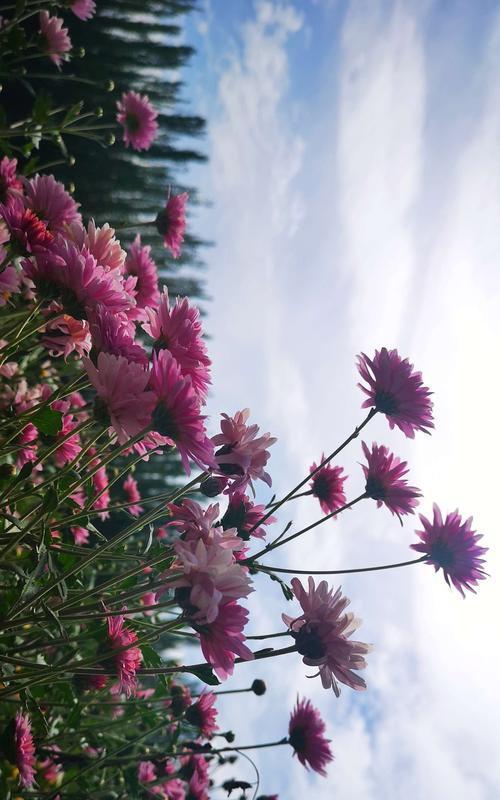 雏菊花（揭开雏菊花背后的丰富意义）