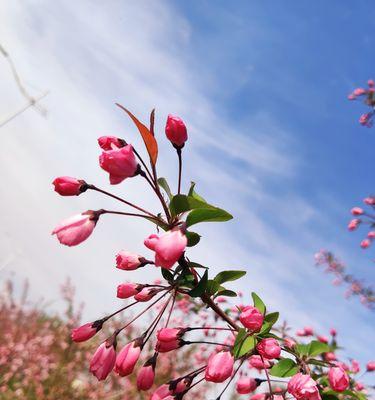 垂丝海棠的花语（垂丝海棠的花语及其象征意义）