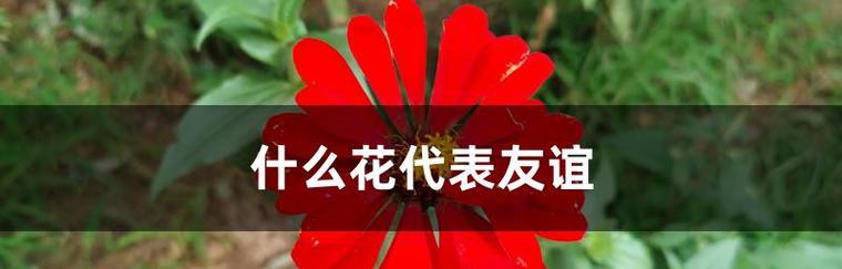 友情之花（友情花语解析及友谊的力量）