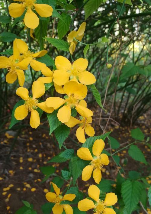 棣棠花的花语及其寓意（一朵鲜艳如火的花）