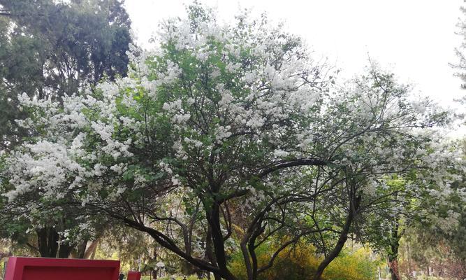 丁香花语与寓意（探寻丁香花的内涵及象征意义）