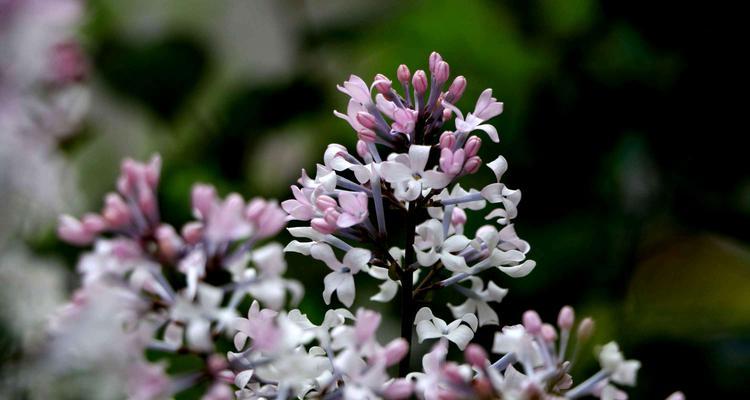 丁香花语的传递（花开如诗）