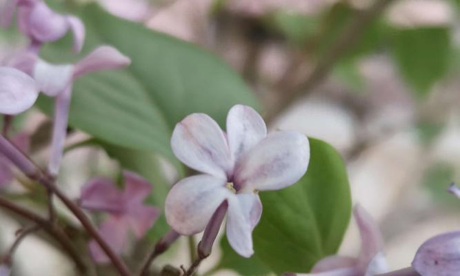 丁香花的花语与寓意（探寻丁香花的美丽象征）