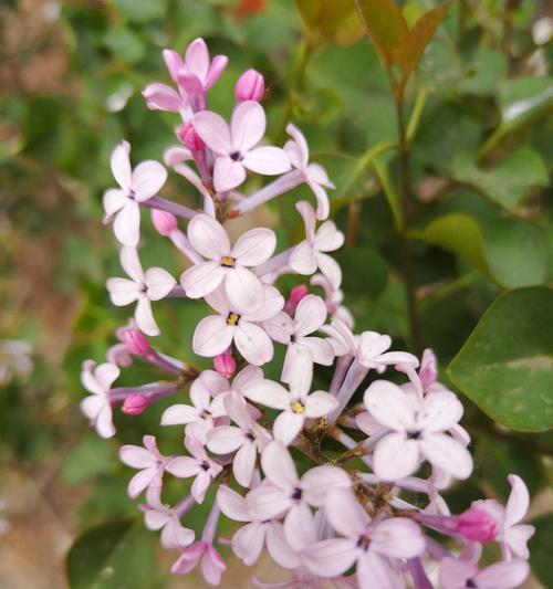 丁香花的寓意与象征——美丽与坚韧（独特的花语）