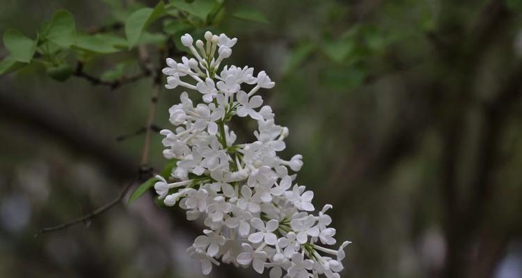 丁香花的寓意与象征——美丽与坚韧（独特的花语）