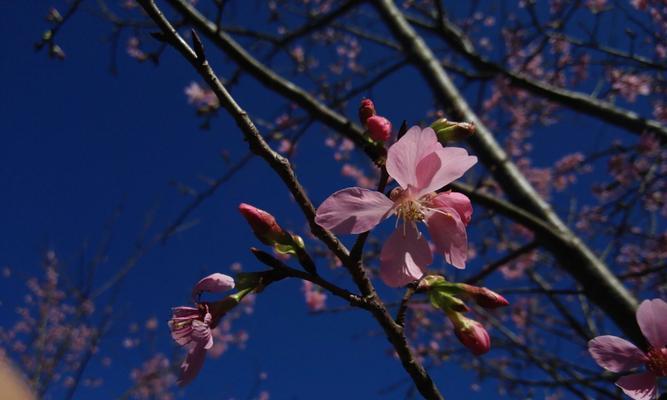 探寻樱花的花语之美（以冬樱花、重瓣樱花、樱花草为代表）