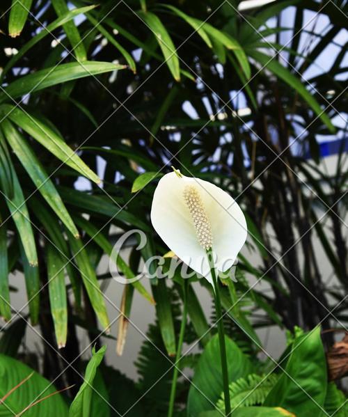 多年生植物（从生命延续到象征意义）