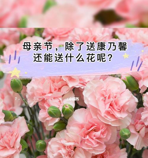 粉色康乃馨的花语（以花为语）