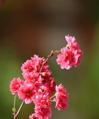 粉色樱花的花语与美好寓意（探寻樱花背后的含义）