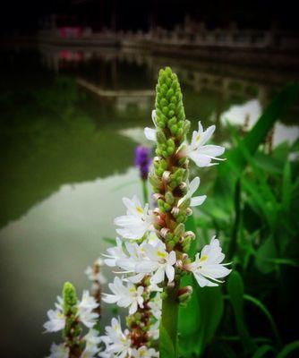 梭鱼草花语（以梭鱼草的花语为主题探讨其象征的深意）