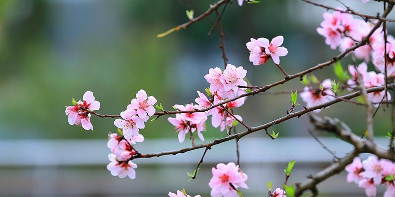 桃花的花语与象征意义（探究桃花花语中的吉祥）