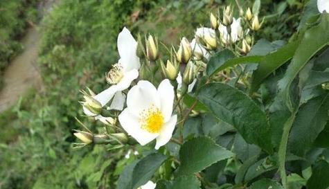 荼蘼花的花语与意义（探究荼蘼花所代表的各种含义）