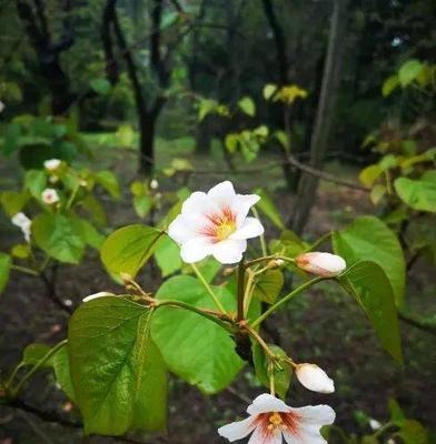 梧桐花的花语与意义（探寻梧桐花背后的隐含寓意）