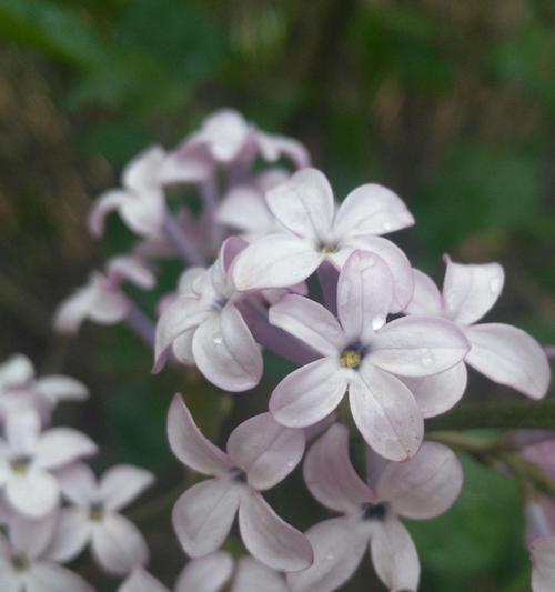 丁香花（揭示丁香花五瓣的意义与传承）