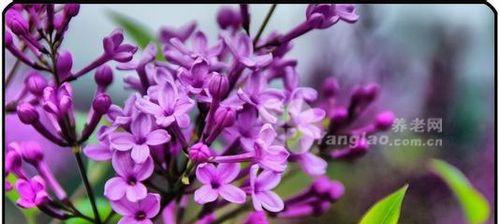 丁香花（揭示丁香花五瓣的意义与传承）