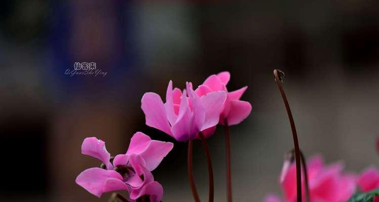 仙客来花语和寓意（探索仙客来花语的深层含义）