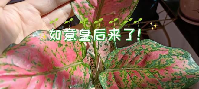 如意烂叶子的处理方法（让植物重新焕发生机的小技巧）