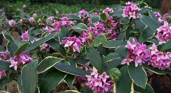 探究瑞香花期（了解瑞香的开花季节和观赏技巧）